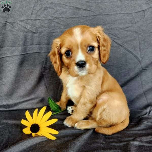 Miss Hadassah, Cavalier King Charles Spaniel Puppy